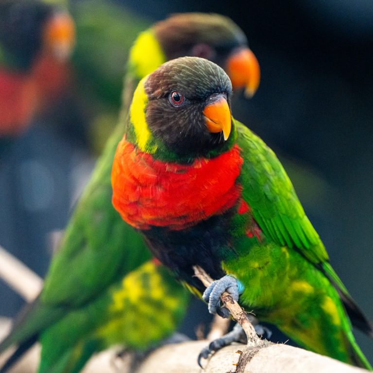 DSC7153 Chester20 Zoo