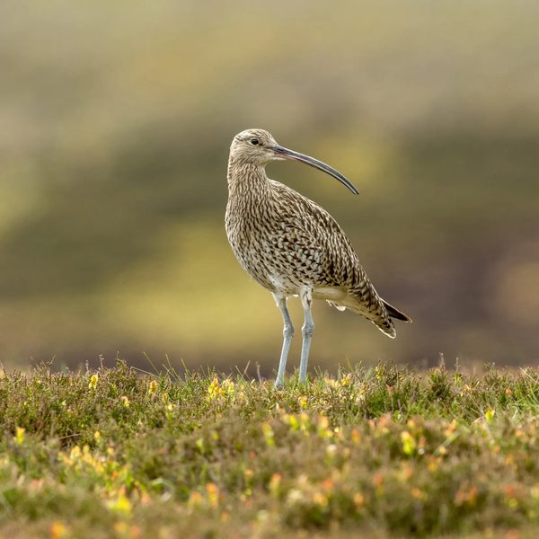 Imgi 54 1407728732 Species Curlew stood on moorland