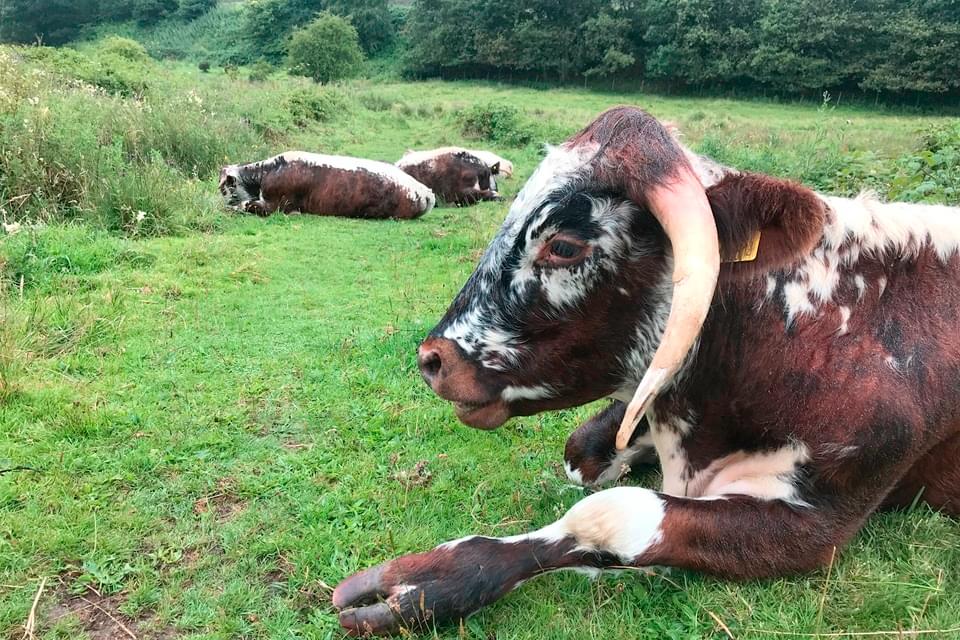 Macclesfield Riverside Park 01