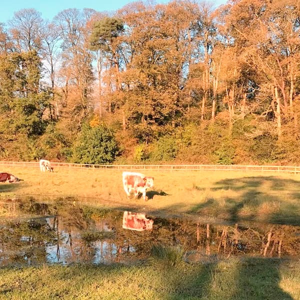 Macclesfield Riverside Park