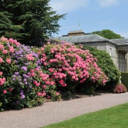 Mansion Spring Totally Tatton
