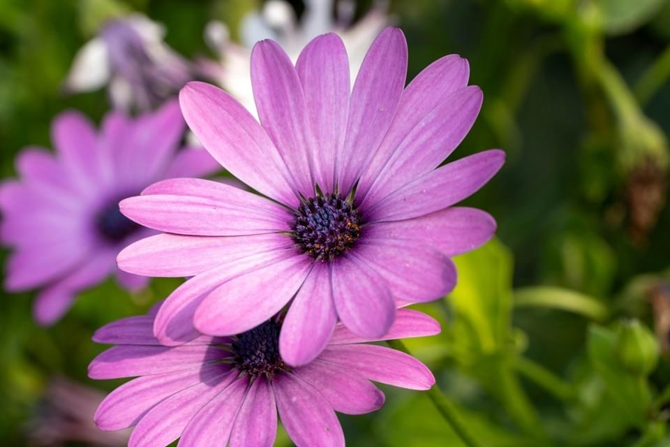 Plant Fair Capesthorne Hall