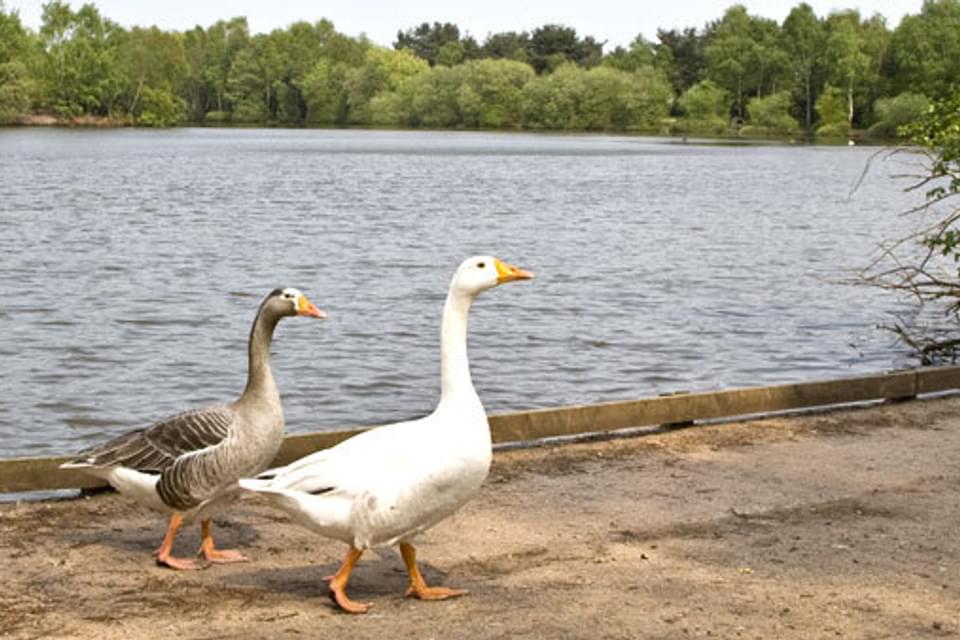 Shakerley gallery 2 101030358