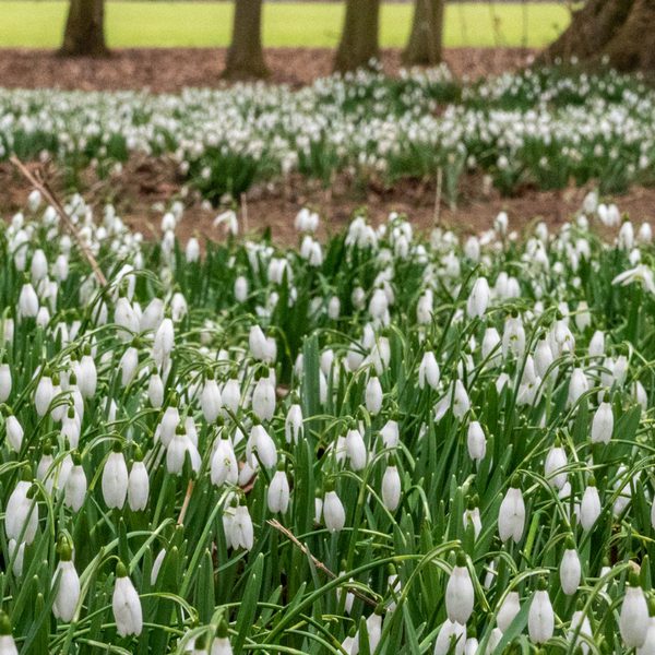 Snowdrops