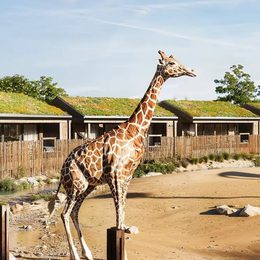 The Reserve at Chester Zoo